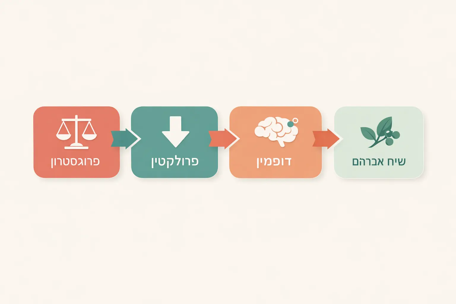 איך שיח אברהם פועל על ההורמונים: דופמין, פרולקטין, פרוגסטרון - דיאגרמה בעברית